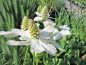 Preview: Scheinanemone - Anemopsis californica